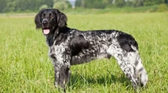 Micii münsterlender