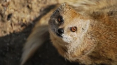 Mongoose (foto): hunter de șarpe fără teamă
