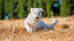 Maremmo-abruzza shepherdka (fotografii): realizarea puterii și devotamentului pură