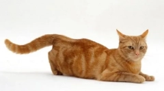 Martov pisici: vânătoare finală