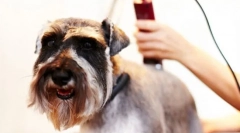 Mașină de tunsoare pentru câini: instrument util de șlefuit la domiciliu