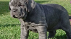 Mastiff: câini vechi-cronometre (9 fotografii)