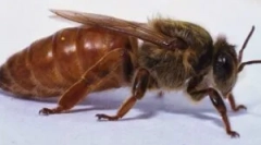 Mare la bees: semnificație și stil de viață