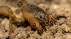 Medvedka: descrierea și stilul de viață