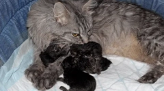 Maine-kun: caracteristici de ras