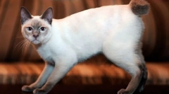 Mekong bobtail (foto): pisica exotică thailandeză cu coadă scurtă