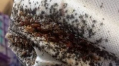 Măsuri de prevenire de la bedbugs în apartament