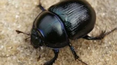 Mituri și adevăr despre gândacii scarabii