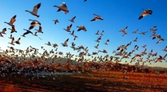 Migrarea păsărilor