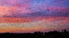 Lilieci migratori în fotografii lui barrard lucas (16 fotografii)