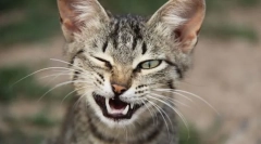 Gesturi mimice și pisice