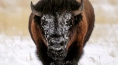 Lumea animalelor în fotografii (15 fotografii)