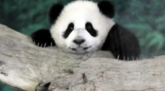 Lumea animalelor în fotografii (15 buc)