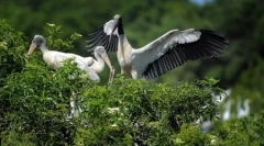 Lumea animalelor în fotografii (18 buc)
