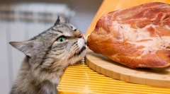 Carne pentru pisică