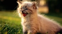 Miew în 10 limbi: cum să vorbim pisicile în diferite țări