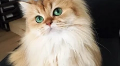 Mewowing stele instagram