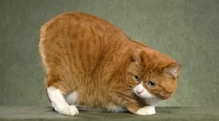 Msks: o pisică plină fără coadă