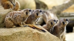 Mamifere. Construcții și caracteristici