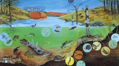 Varietate de organisme. Bazele sistematice