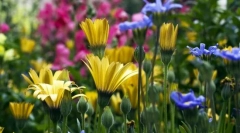 Varietate de plante. Clasificare