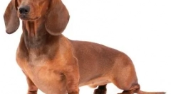 Rasele de moda de caini in 2019: moda cereti victime