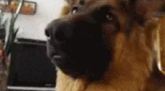 Rase de moda de caini