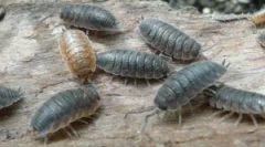 Muzică: descriere, aspect și stil de viață