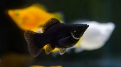 Molyonsia (mollinesia)