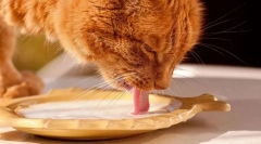 Produse lactate și ouă de pisică