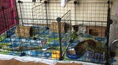 Guineea de îngrijire și conținut