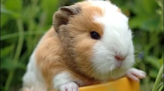 Porcușor de guineea