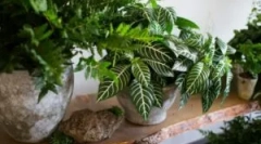 Moska în culori cameră: de ce să începeți și cum să faceți față