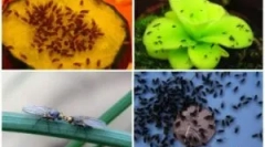 Moshki pe legume în zonele de țară