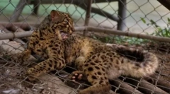 Marble cat: frumusețea din asia de sud-est cu ochi maro