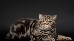 Culoarea marmură de la pisicile britanice: istoria aspectului și particularităților îngrijirii