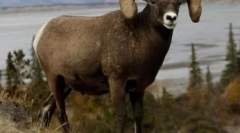 Muflon în condiții naturale și conținutul lor în aviar