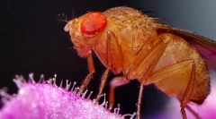 Fly drosophila