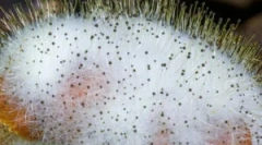 Morko: descriere, caracteristici și reproducere