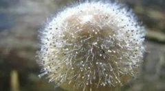 Mukorovy ciuperci și penicill