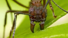 Ant-coloane