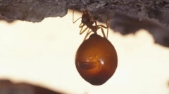 Ant - butoi de miere