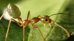 Ant-personalizat asiatic