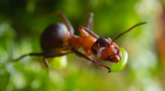 Furnici de forestieri roșii