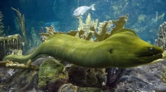 Moray green