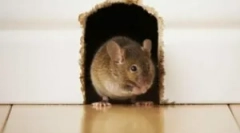 Șoareci într-o casă de cadre și o protecție a acestuia de la rozătoare