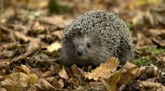 Ce animale aproape nu funcționează otrăvuri?