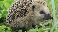 Ce animal nu funcționează otrăvurile?