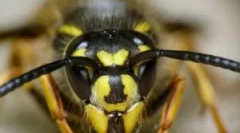 Atac de os și tratamentul mușcături