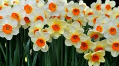 Narcissus